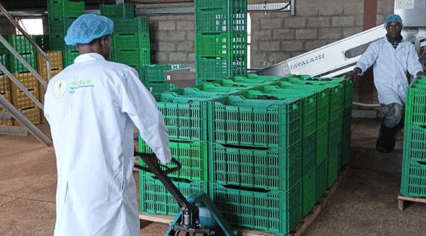 Export troubles continue as merger confusion persists